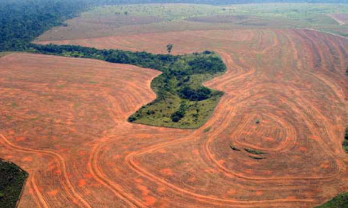 Large Areas of the Brazilian Rainforest at Risk of Losing Protection